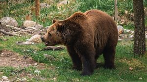 S-a aprobat Ordonanța de Urgență care permite împușcarea urșilor