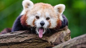 Singurii urși panda roșii din România au devenit părinți