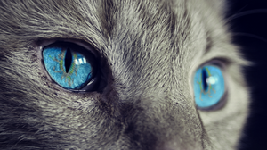 Cine sunt cele mai cunoscute pisici de pe internet