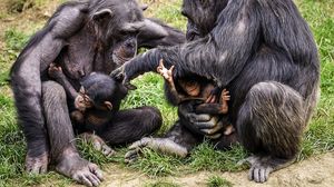 Animalele de la o grădină zoologică urmează să fie vaccinate împotriva COVID-19