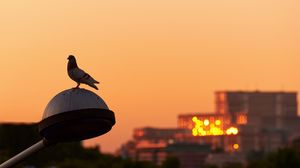 Miturile Casei Poporului pe vremea lui Nicolae Ceaușescu