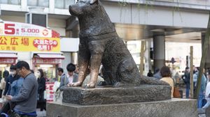 Ce semnificație are Hachiko, numele celui mai credincios câine