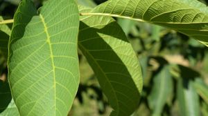 Ce semnificaţie au frunzele de nuc care se sfinţesc la biserică în ziua Pogorârii Sfântului Duh