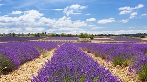 Cele mai frumoase câmpuri de lavandă din România. Aici poți face cele mai instagramabile poze
