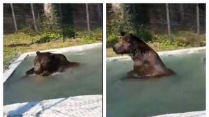 Ursul Baloo din Straja, surprins în ipostaze uimitoare! Imaginile cu animalul ”vedetă” au devenit virale pe internet