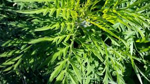 tratamente alergie ambrozie