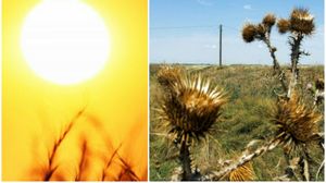 Flori uscate de caniculă