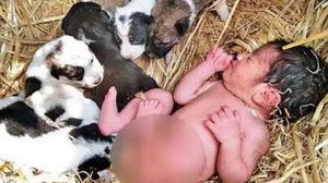 Nou-născut înconjurat de câini 