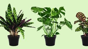 Zece flori și plante de apartament care se potrivesc în cameră