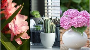 Flori care atrag ghinionul în casă