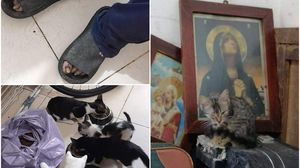 bunicul pisicilor, batran care are grija de pisici