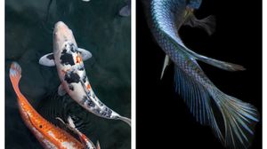 horoscop 4 august 2022