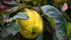 Rețetă dulceață de gutui. Vezi cum poți obține gustul autentic al toamnei