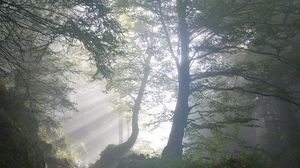 Moarte suspectă în județul Sibiu! Un adolescent de 15 ani a murit într-o pădure, după ce ar fi căzut dintr-un copac. Oamenii legii au o altă teorie