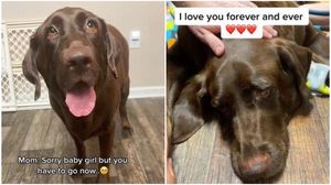 labrador, caine, cancer la caini, moment emotionant, tiktok
