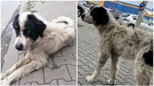 nero, caine piedrut, veterinar, stapani