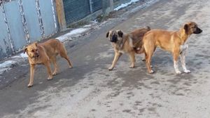 tragedie, iasi, haita de caini, batrana ucisa, caini agresivi