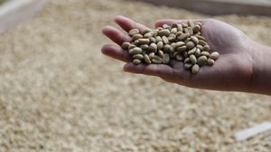 cea mai scumpa cafea din lume