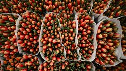 O primăvară frumoasă! Mesaje, urări și felicitări de 1 Martie 2024 și Mărțișor: „Un mărţişor plin de speranţa cu o primăvara verde si cu mult soare!”