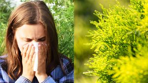 Ce este alergia la ambrozie și cum apare. Vezi care sunt remediile naturale care ameliorează simptomele cauzate de această alergie