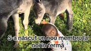 Culiță Sterp și-a dus fiul să-l cunoască pe măgărușul care tocmai ce s-a născut la ferma familiei lor.