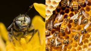 Rolul vital al albinelor în menținerea biodiversității și a recoltelor. Vezi ce le face cele mai importante viețuitoare de pe planetă