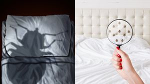 Cum arată ploșnițele de pat. Bucureștiul, dar și alte mari orașe ale lumii se confruntă cu invazia de ploșnițe