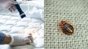 Cum poți scăpa de ploșnițe. Cele mai eficiente metode pentru a elimina aceste insecte