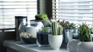 Planta care aduce noroc. E ușor de îngrijit și poate fi crescută în ghiveci