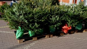 Brazi naturali de vânzare preț