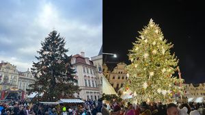 Brad de Crăciun din Praga