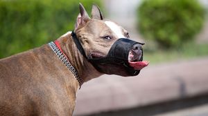 Câine periculos pe stradă