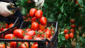 Legumicultor, culege roșii