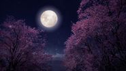 Pomi înfloriți, Luna plină