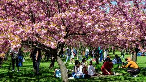 grădina japoneză herăstrău, în ce perioadă înfloresc ciresii din grădina japoneză din herăstrău 