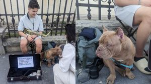 Cătel donație operație