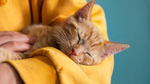 de ce se aseaza pisica la pieptul stăpanului, pisica, comportament pisica 