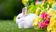 Iepure alb, flori de primăvară