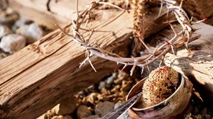 Coroana de spini și buretele cu oteț 