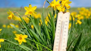 Termometru, narcise