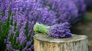 lavanda