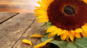 floarea soarelui pe masa