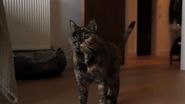 Rosie, cea mai bătrână pisică din lume
