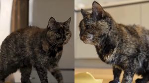 Rosie, cea mai bătrână pisică din lume