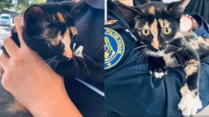 Pisica abandonată în Neamț