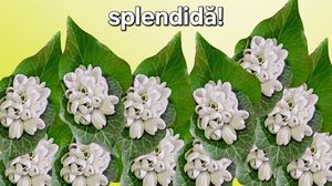 Felicitări de 1 Martie 2025. Cele mai frumoase urări și mesaje de Mărțișor: „Un buchet de ghiocei și o primăvară superbă pentru o persoană mai specială decât toate anotimpurile!”