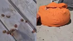 Invazie de gărgărițe pe litoral