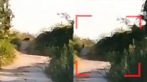 Panteră neagră, văzută în Bulgaria