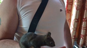 Nelson Mondialu si veverita sa