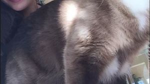 Monica Gabor este iubitoare de pisici